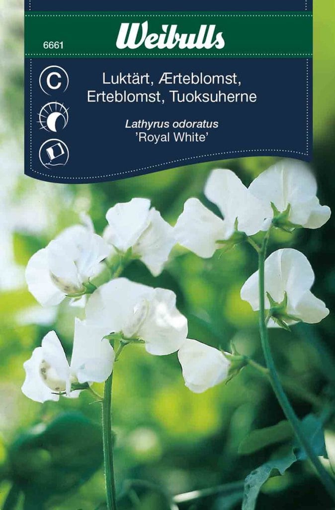 Ærteblomst frø, 'Royal White'