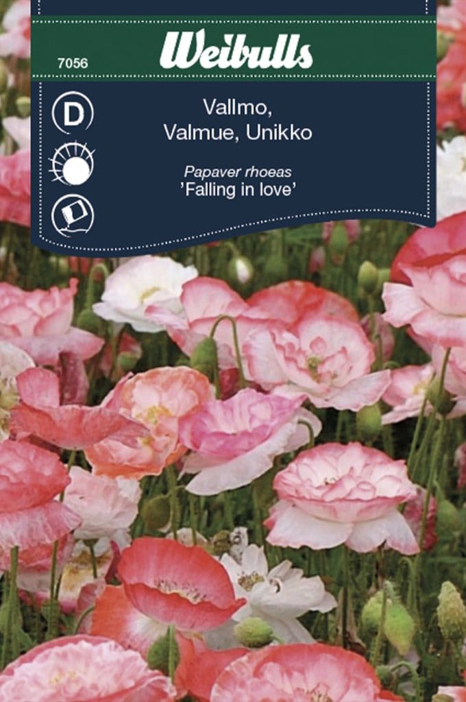 Valmue frø, 'Falling in love'