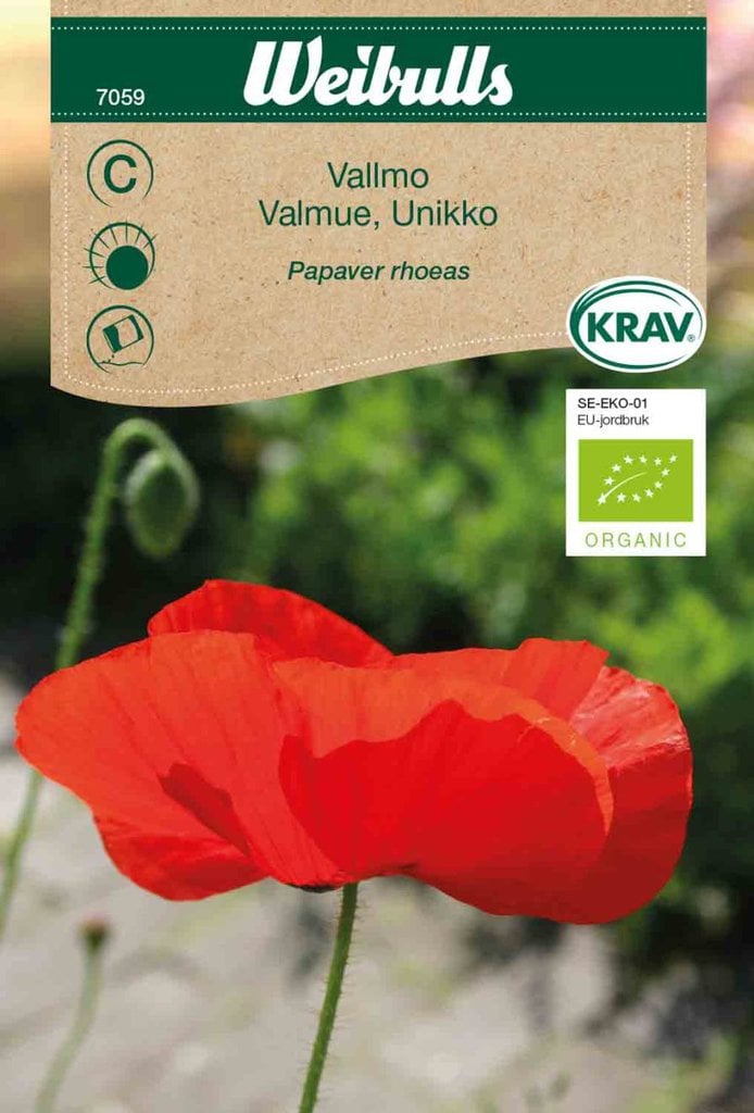 Valmue korn, 'Papaver rhoeas'
