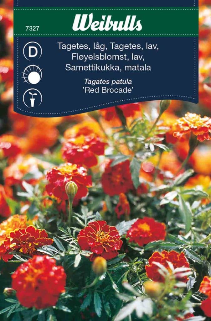 Tagetes frø, 'Red brocade'