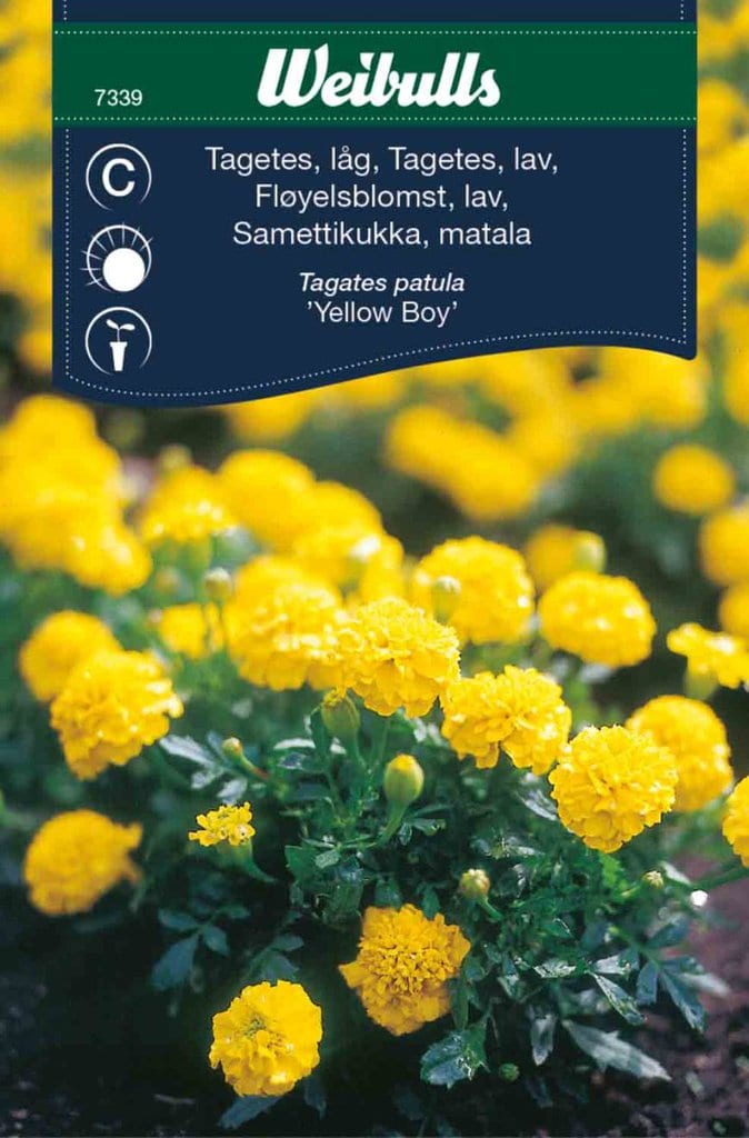Tagetes lav frø, 'Yellow boy'