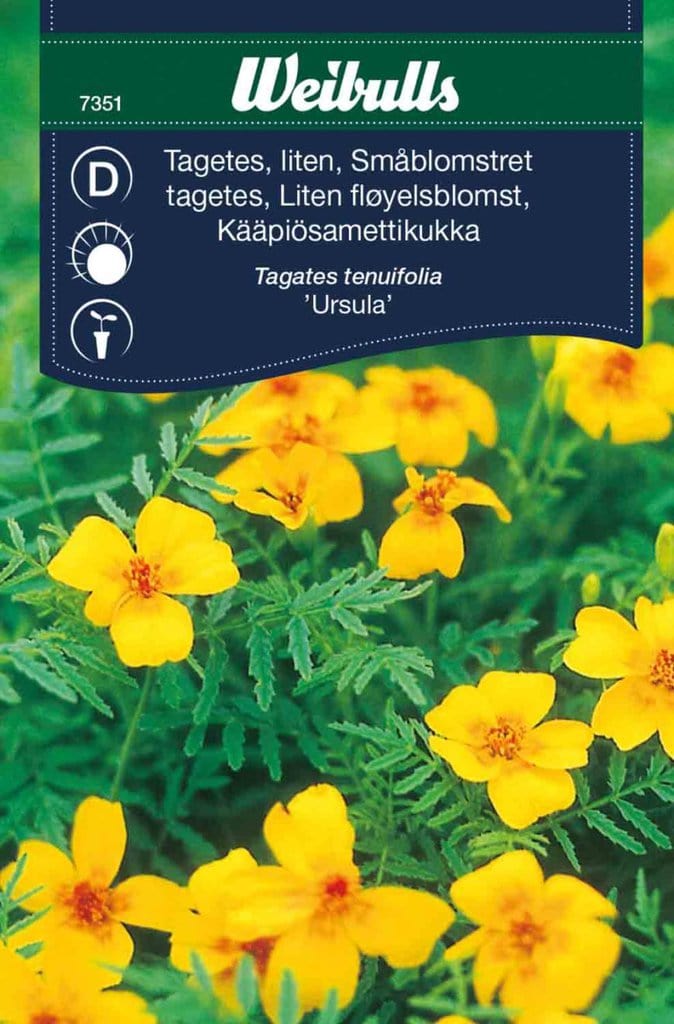 Tagetes lille, frø 'Ursula'