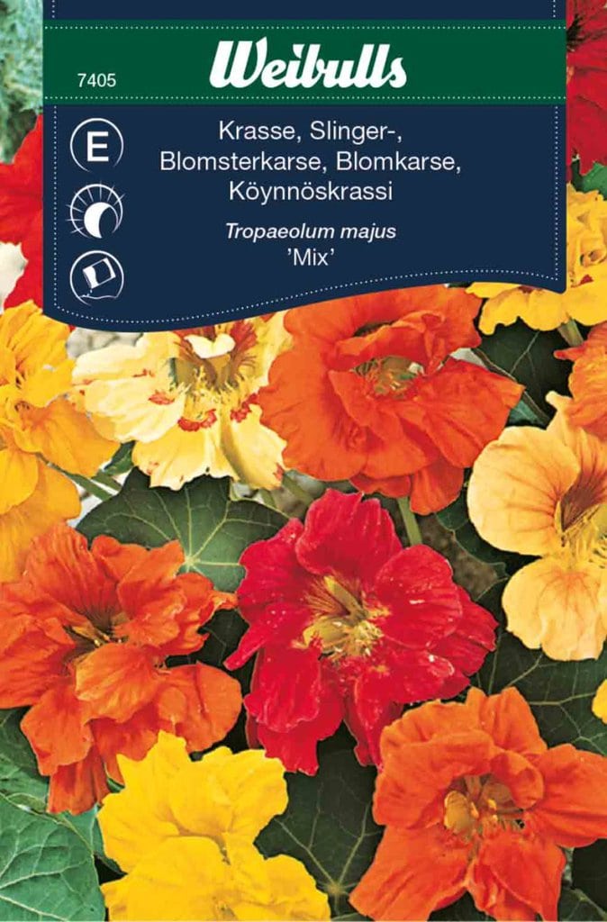 Blomsterkarse frø