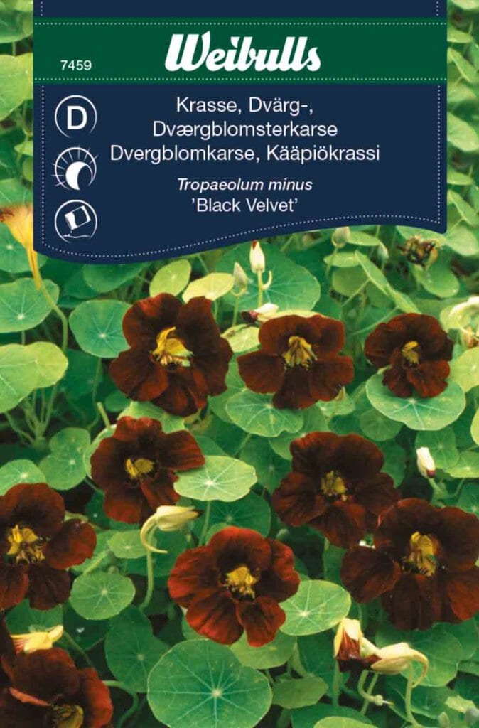 Dværgblomsterkarse frø, 'Black Velvet'