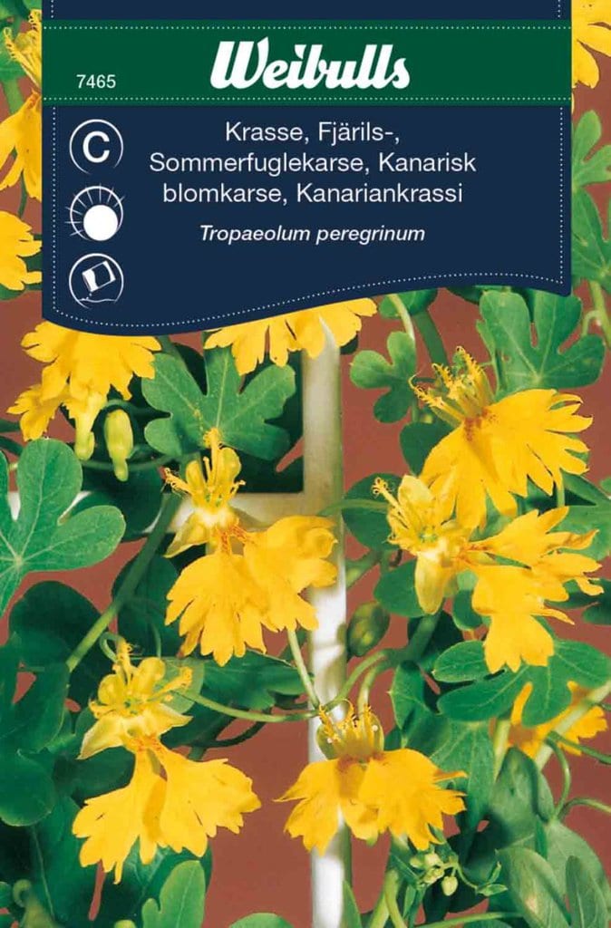 Sommerfuglekarse frø
