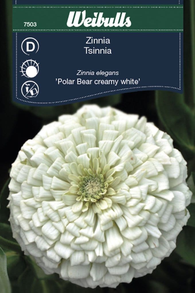 Zinna frø, 'Polar Bear creamy white'