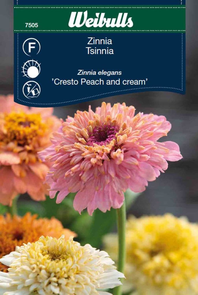 Zinnia elegans frø, 'Cresto peaches and cream'
