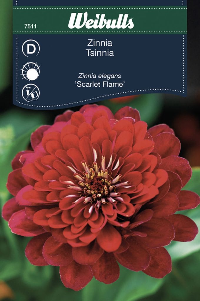 Zinna elegans frø, 'Scarlet flame'