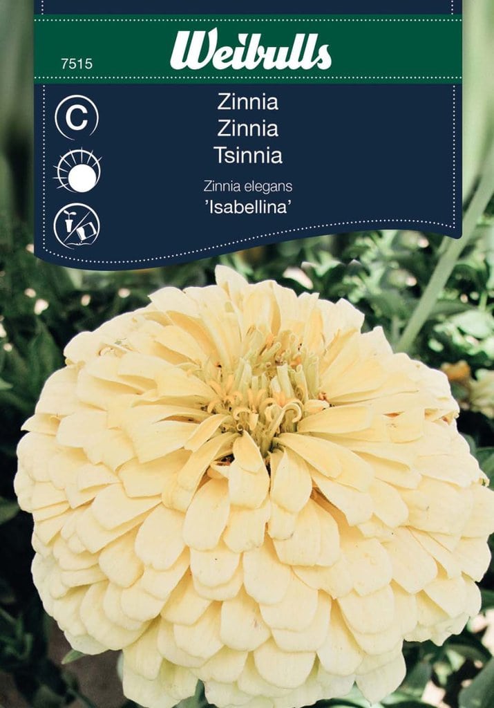 Zinnia frø 'Isabellina'