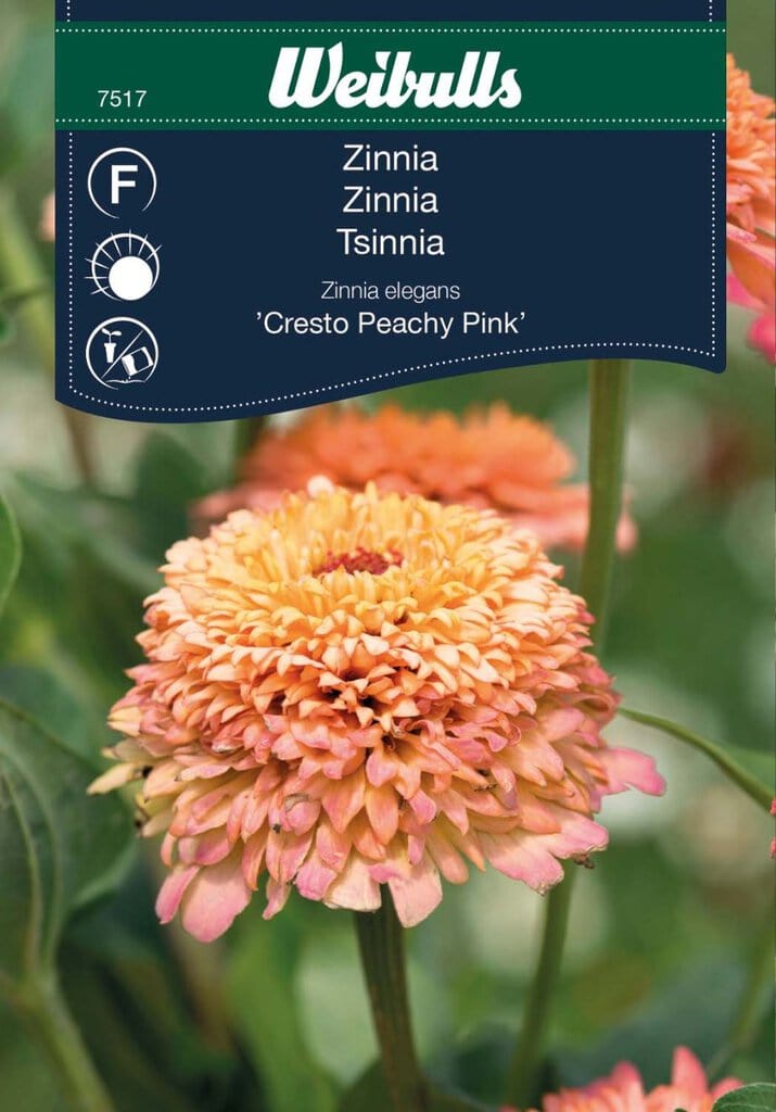 Zinnia frø, 'Cresto Peachy Pink'