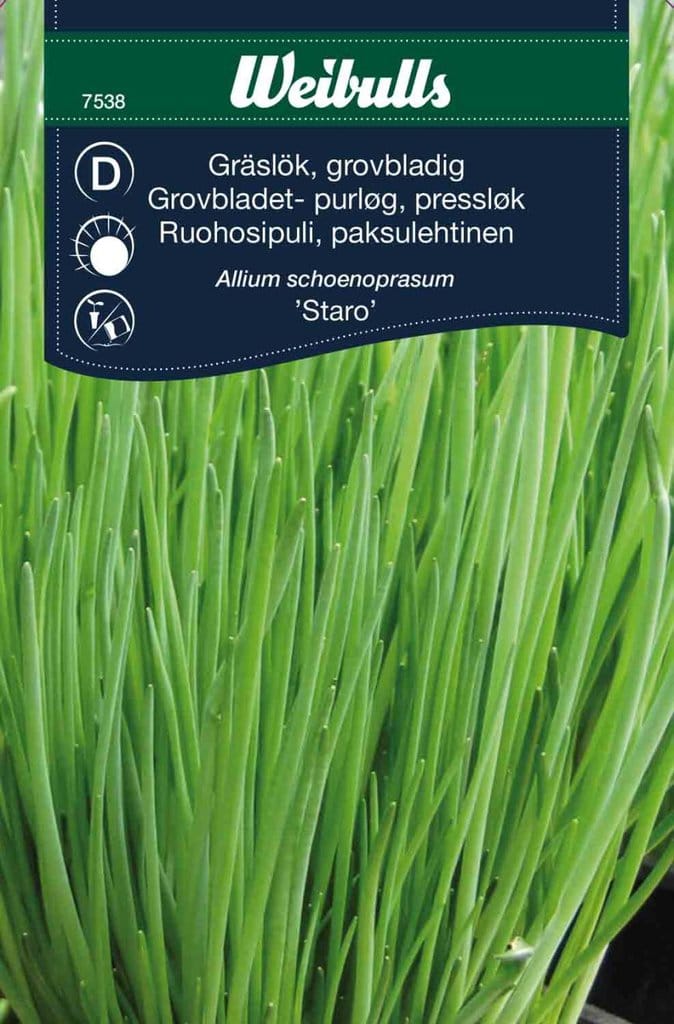 Grovbladet purløg frø, 'Staro'
