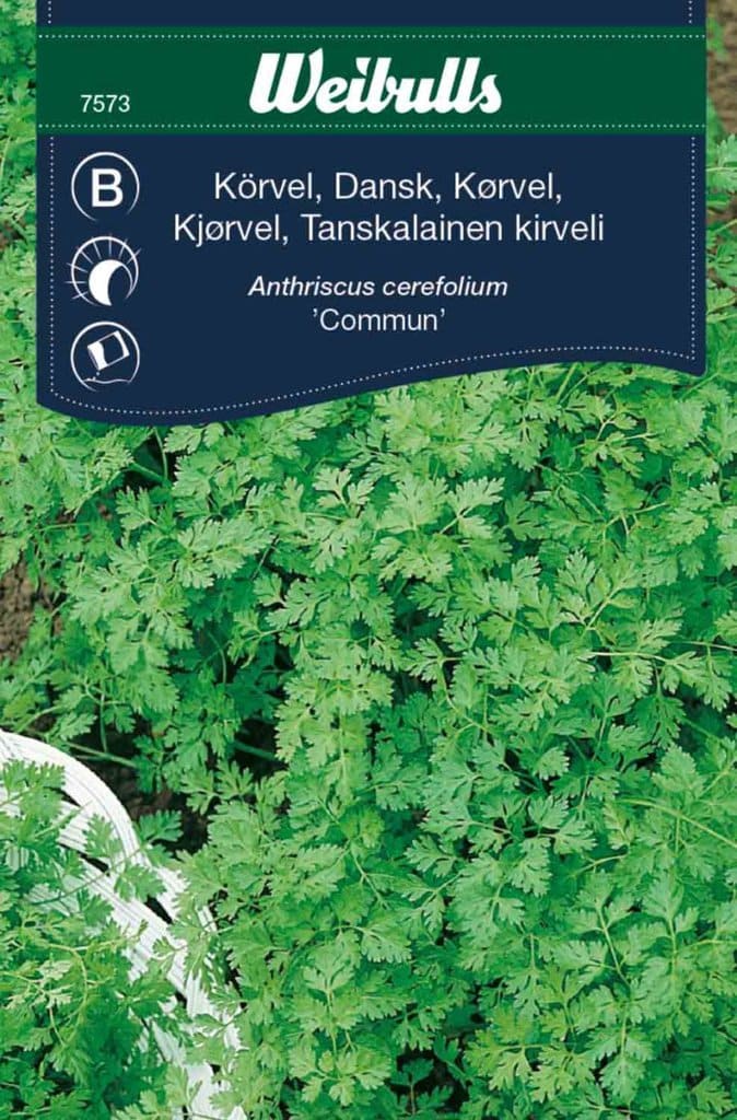 Kørvel frø, 'Commun'