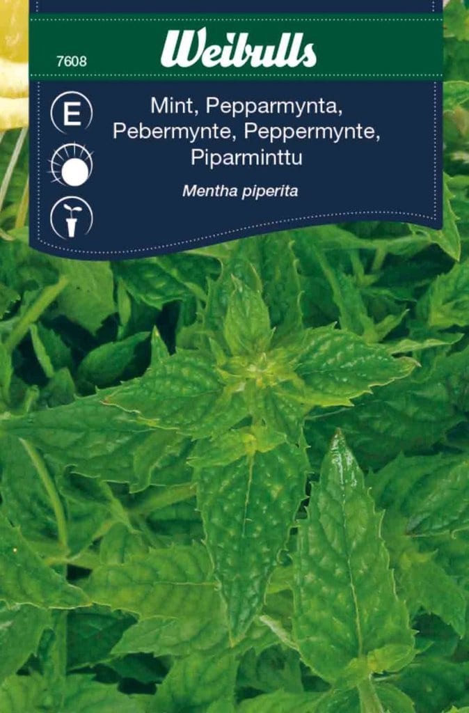 Peppermynte frø