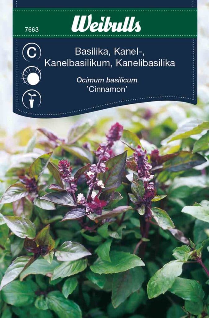 kanelbasilikum frø, 'Cinnamon'