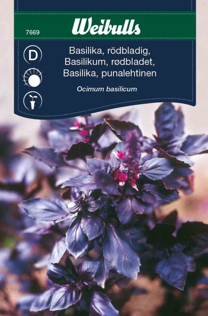 Rødbladetbasilikum frø