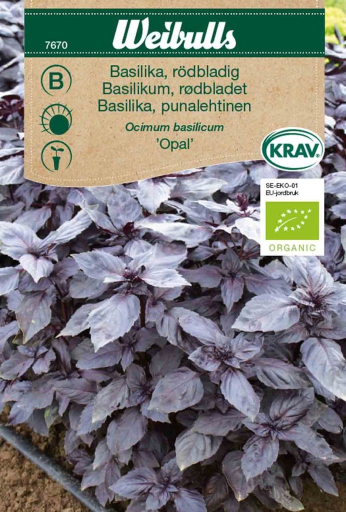 Rødbladet basilikum frø, 'Opal'