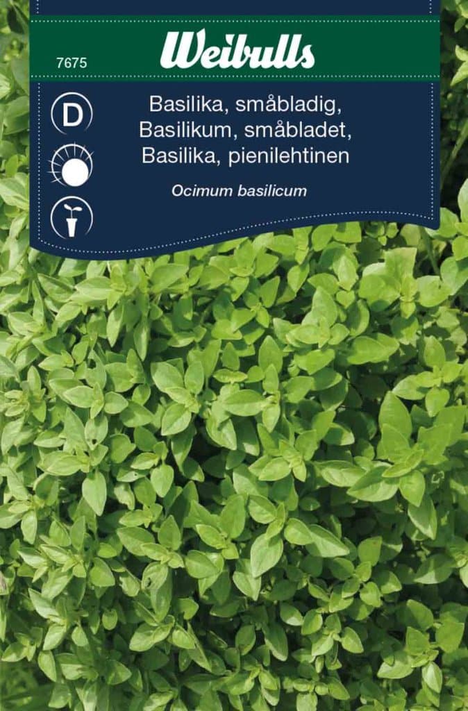 Basilikum småbladet frø