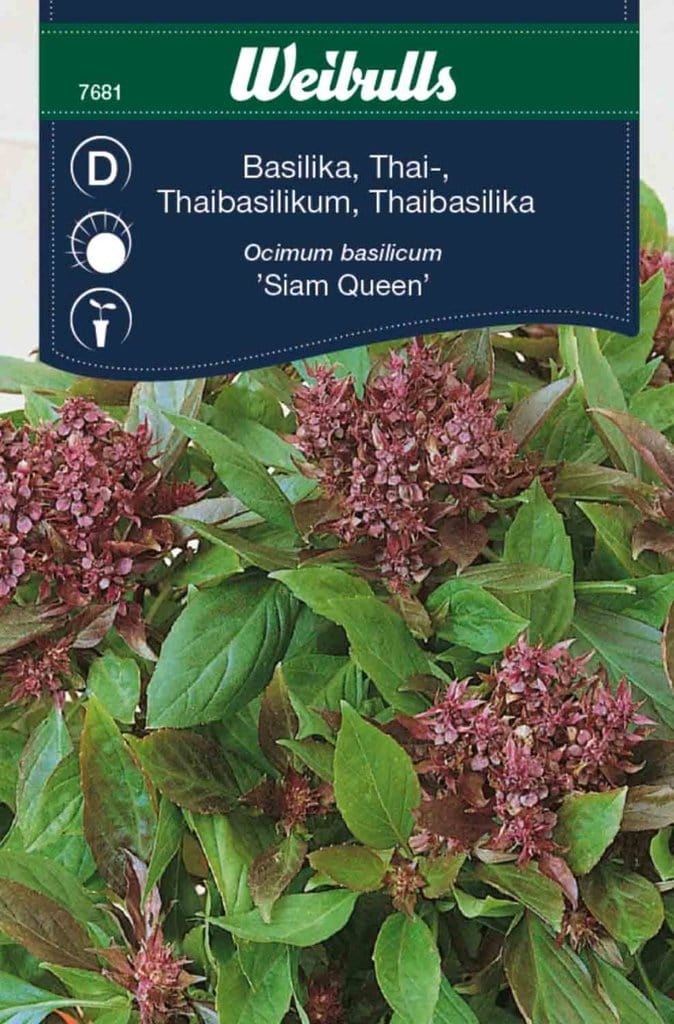 Thaibasilikum frø, 'Siam Queen'
