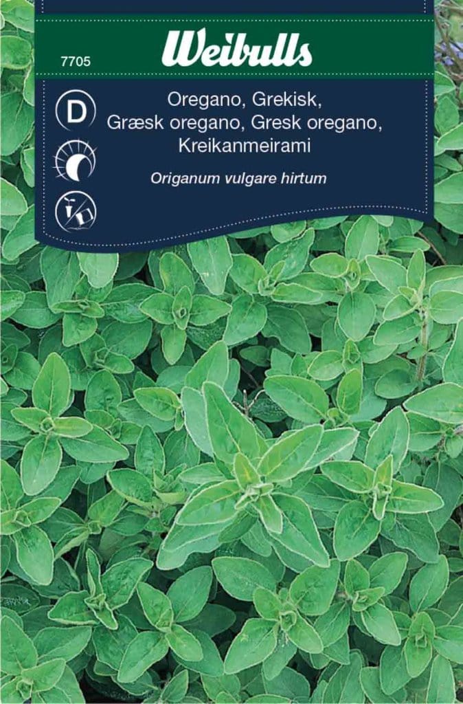 Græsk oregano frø