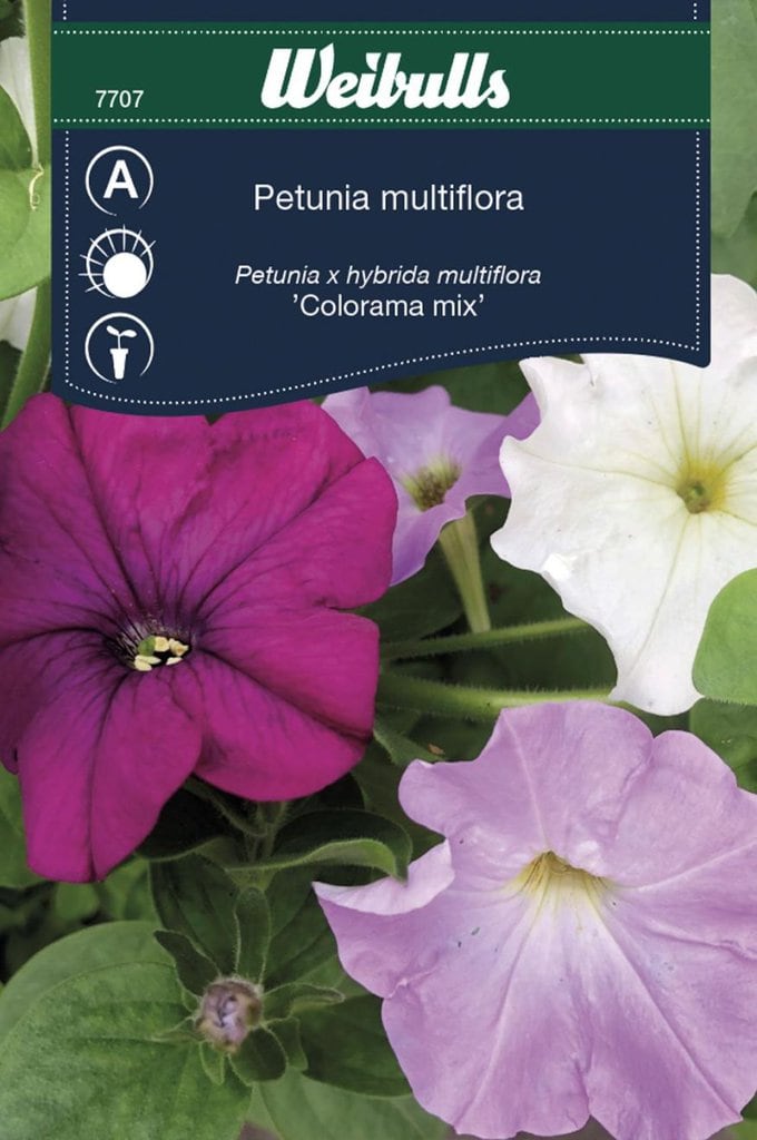 Petunia multiflora frø