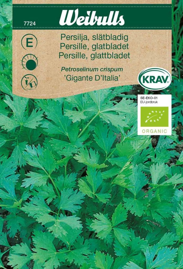 Glatbladetpersille 'Gigante D'Italia'