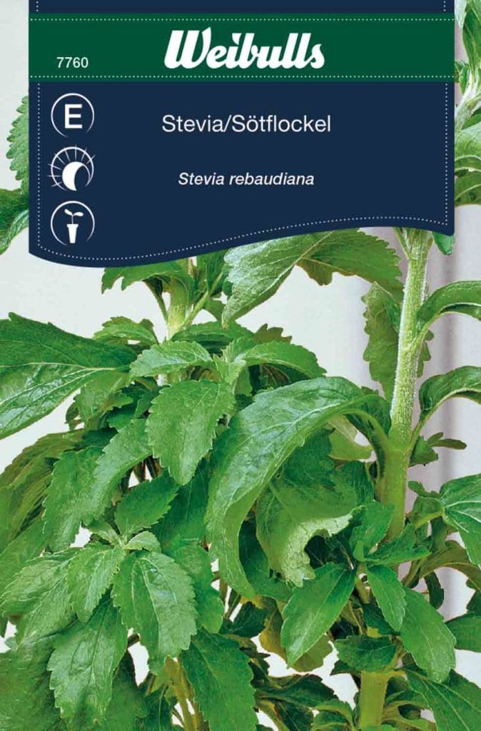Stevia frø