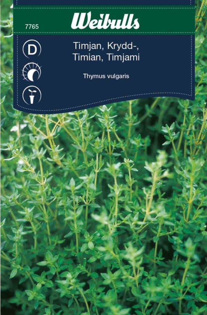 Timian frø, 'Thymus vulgaris'