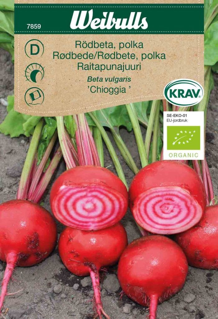 Rødbede polka frø, 'Chioggia'