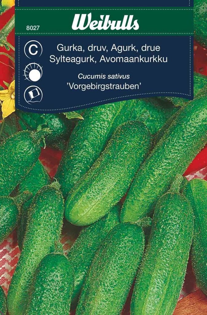 Agurke frø, 'Vorgebirgstrauben'