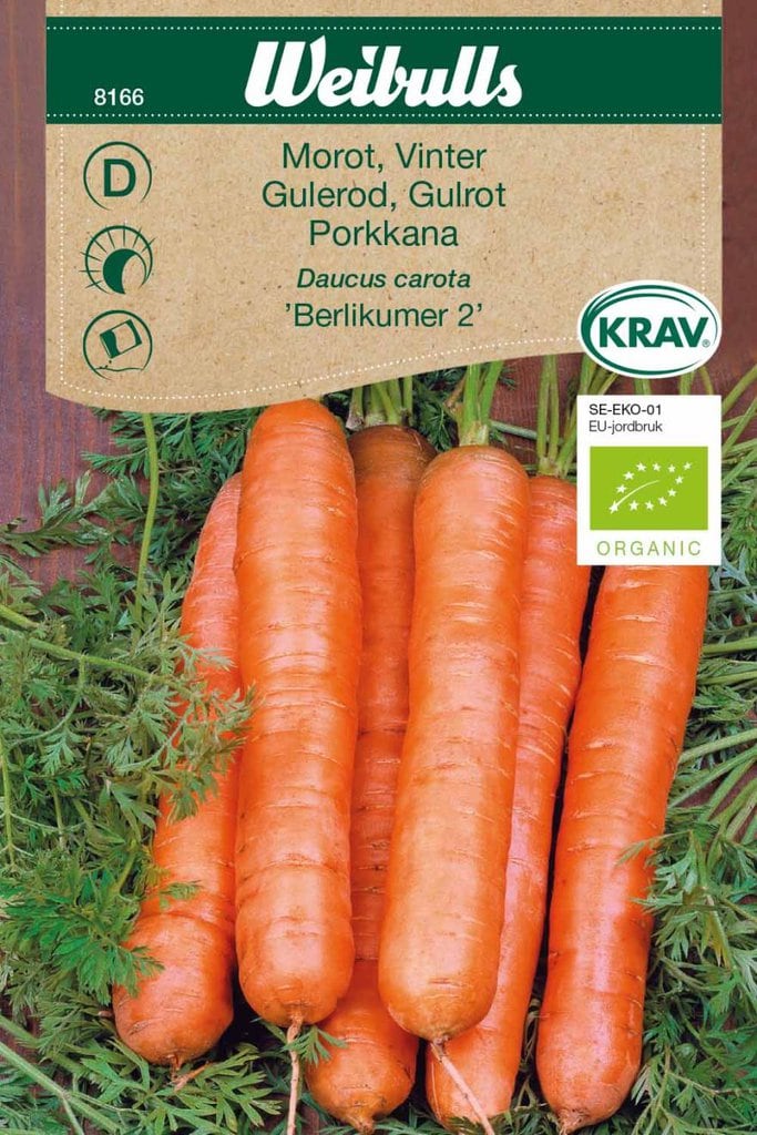 Vintergulerod frø, 'Berlikumer 2'