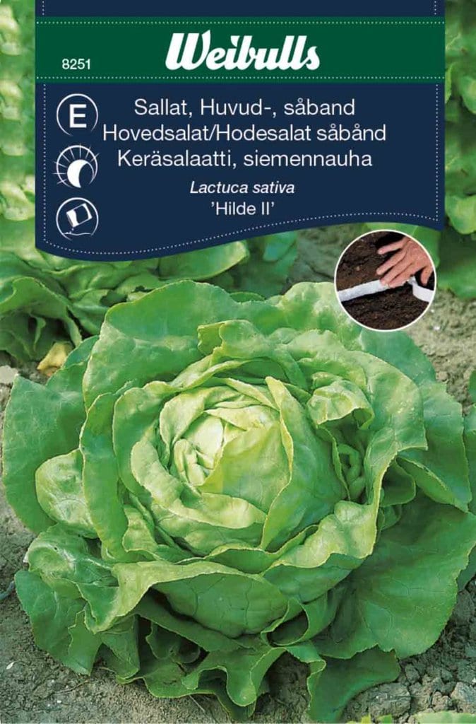 Salat hoved frø, 'Hilde II'