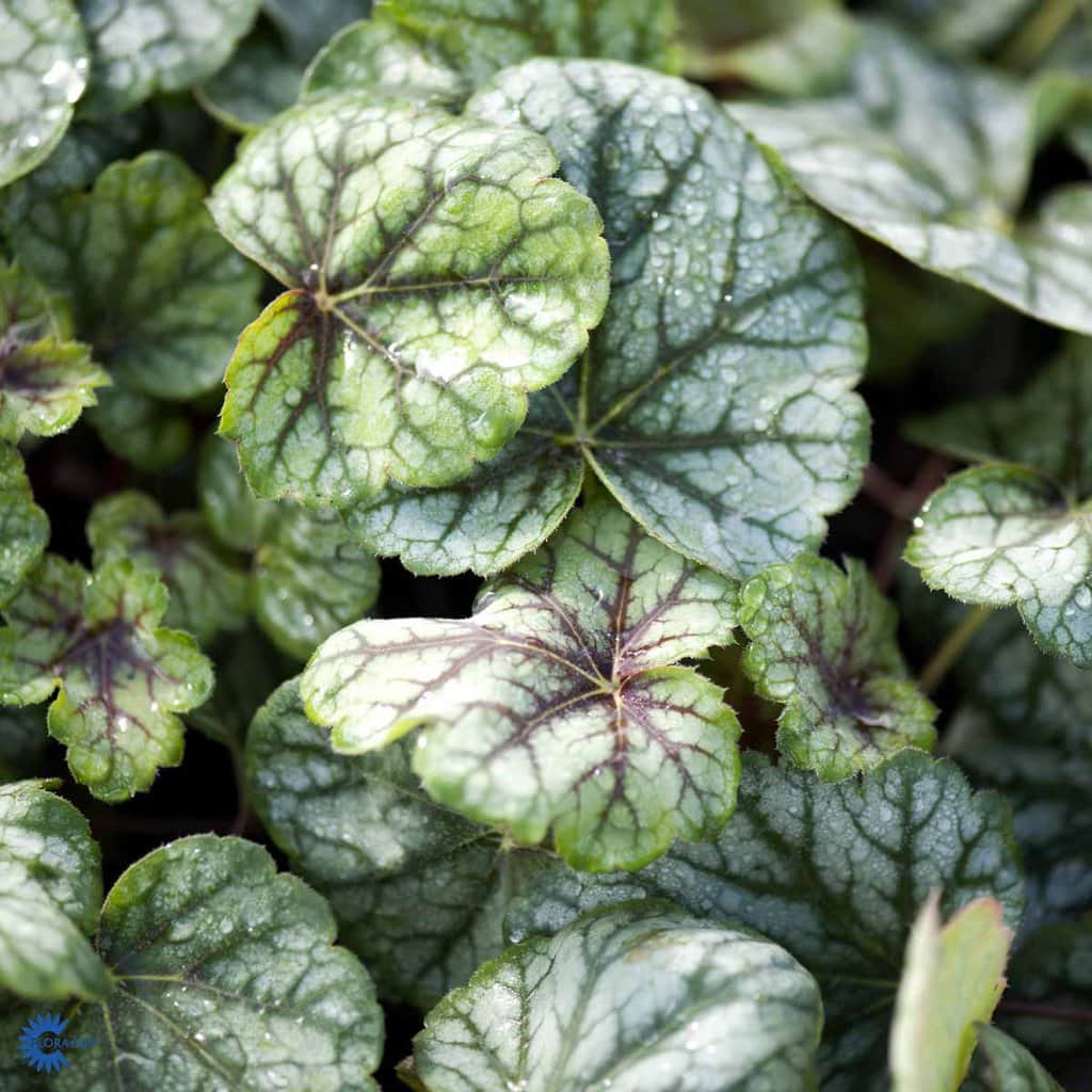 Alunrod 'Green Spice' - Heuchera hybrid 'Green Spice' - 2 liter