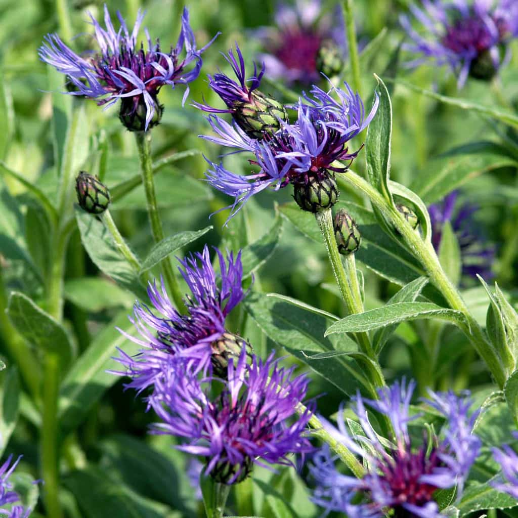 Bjergknopurt 'Grandiflora' - Centaurea montana 'Grandiflora'
