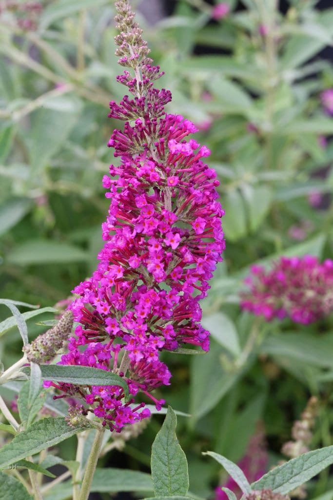 Sommerfuglebusk - 'Buzz Magenta'