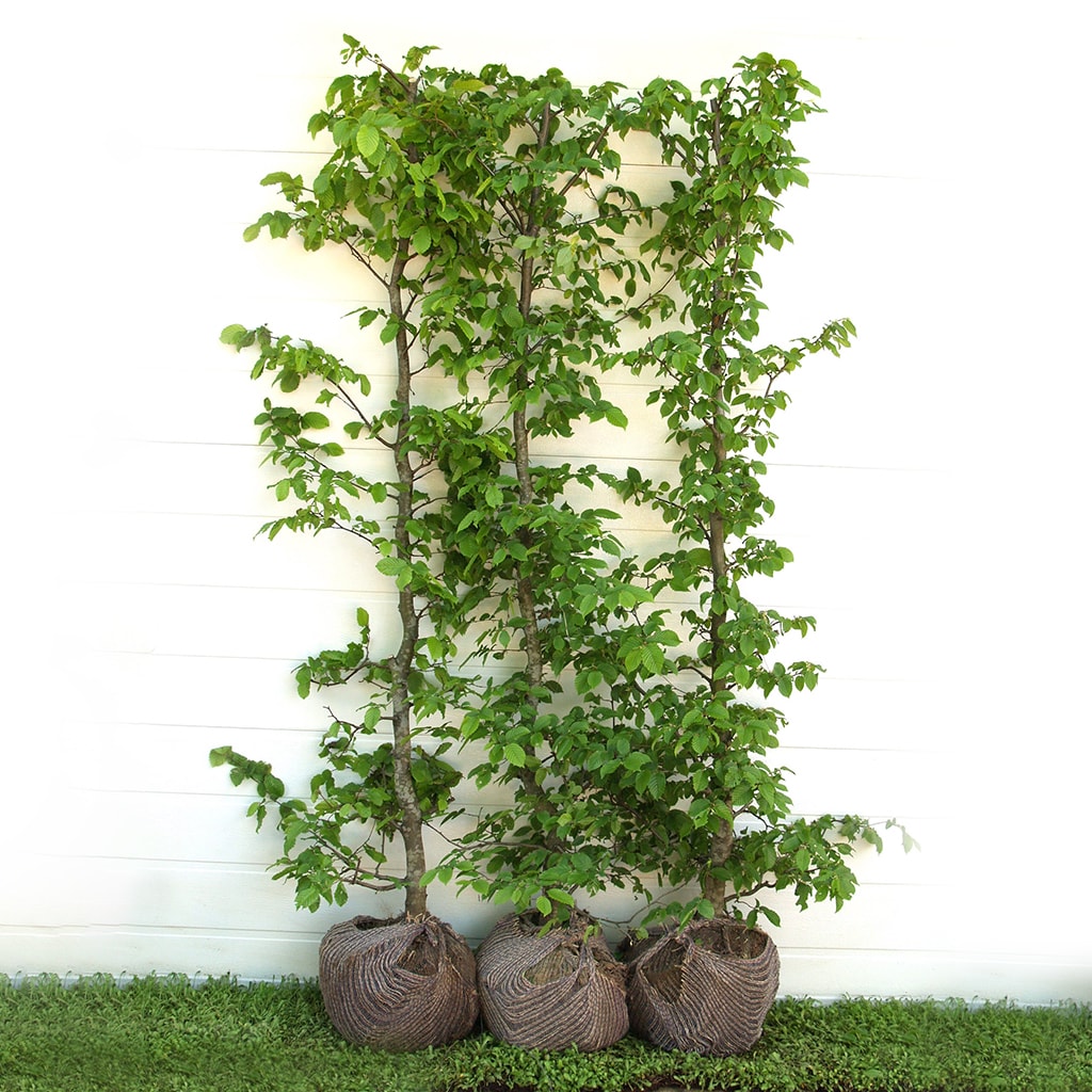 Avnbøg - Carpinus Betulus 210-230cm vinter premium