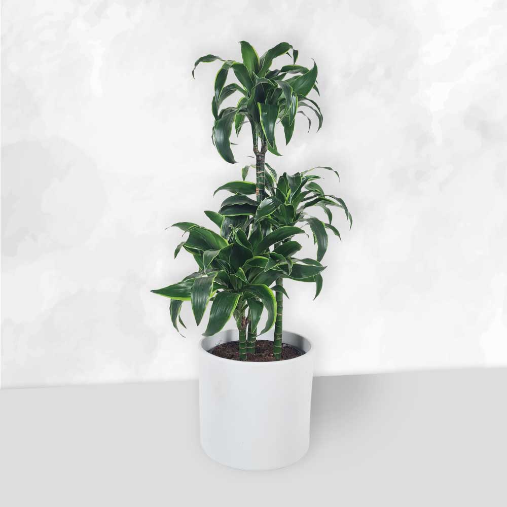 Dracaena - Dorado 90-100cm - 3 stammer