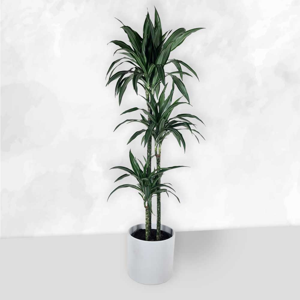 Dracaena - Ulises 130-150cm - 3 stammer
