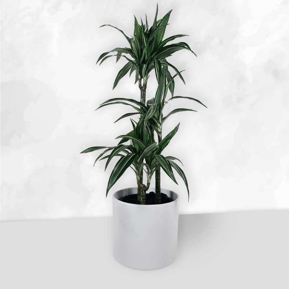 Dracaena - Ulises 90-100cm - 3 stammer