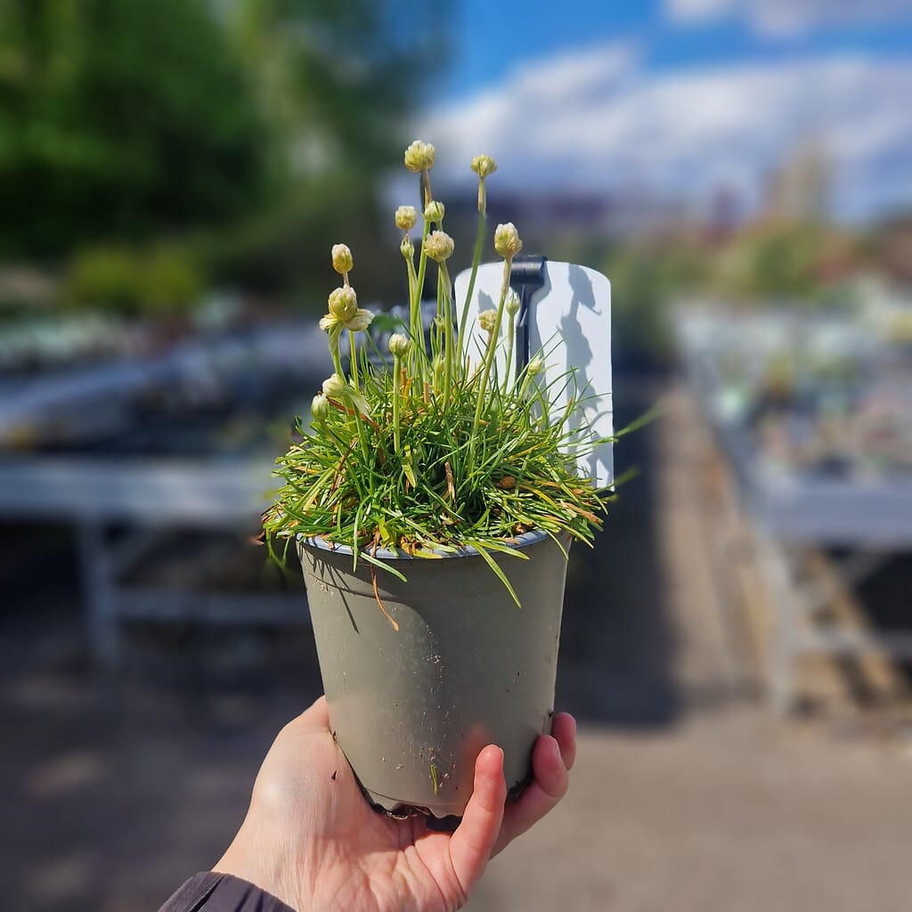 Engelsk Græs 'White' - Armeria maritima 'White'