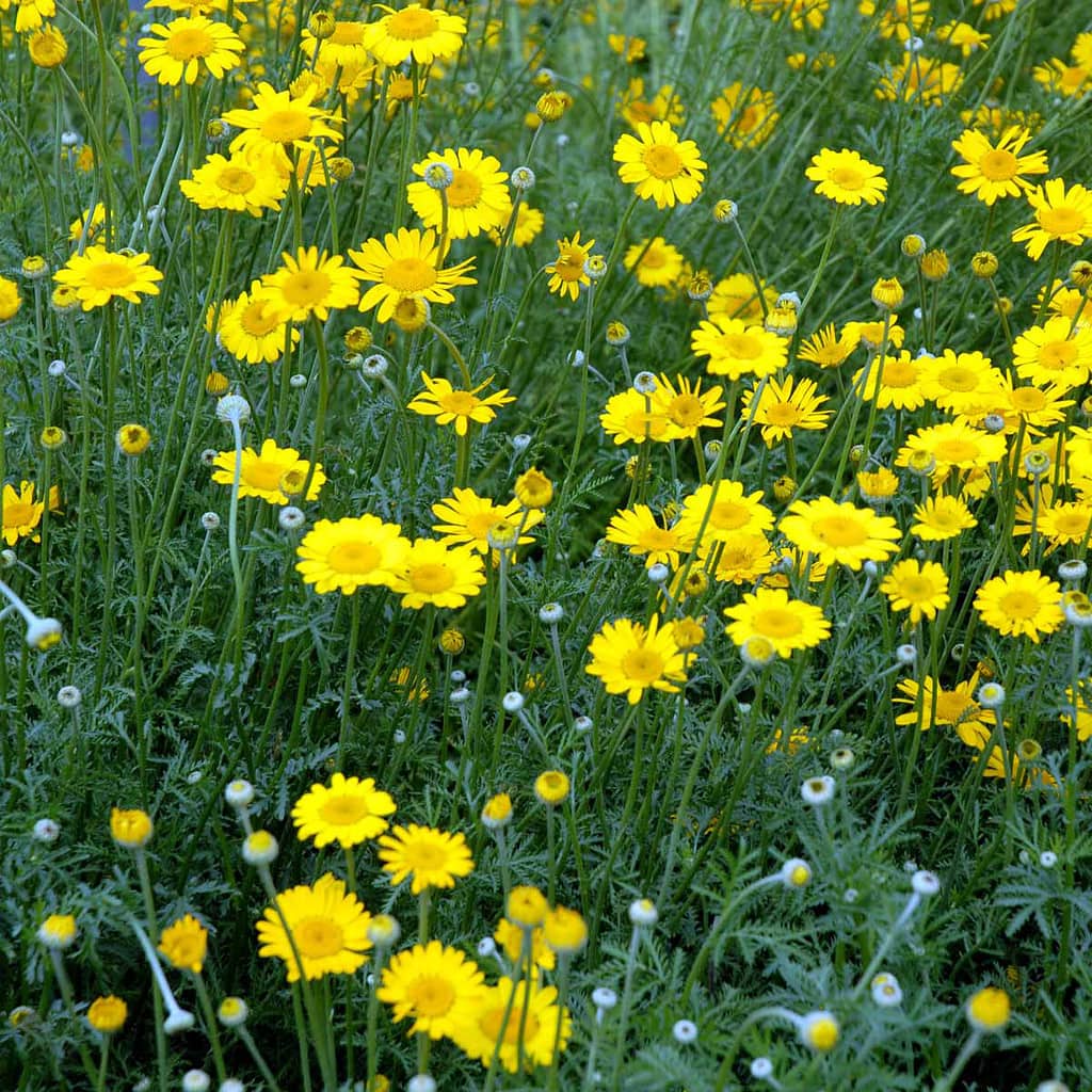 Farvegåseurt - Anthemis tinctoria