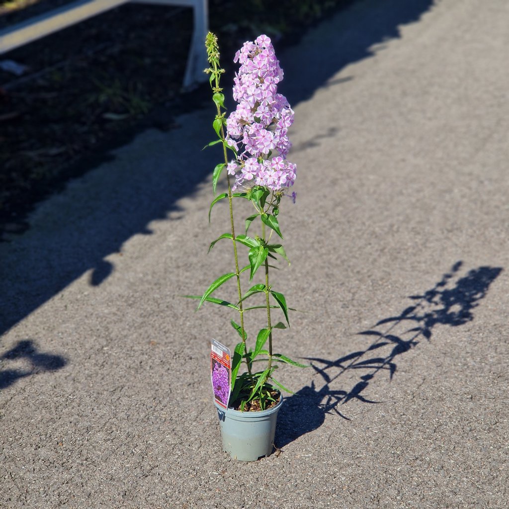 Floks 'Natascha' - Phlox maculata 'Natascha' - Ø 11,5cm