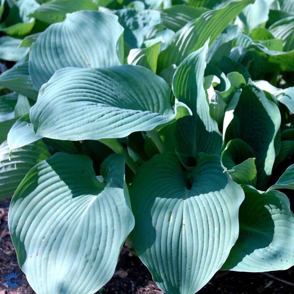 Funkia - Hosta 'Blue Angel'