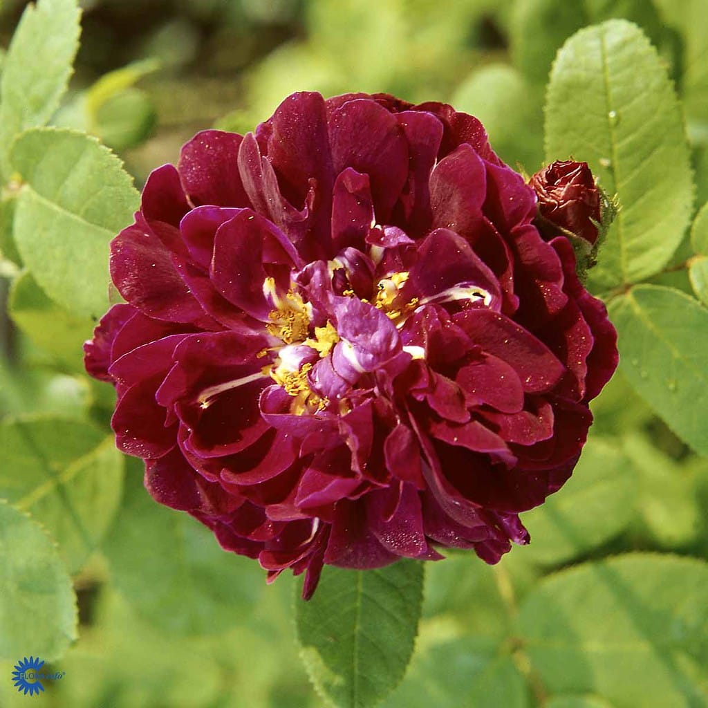 Gallicarose 'Tuscany Superb' - Historisk Rose