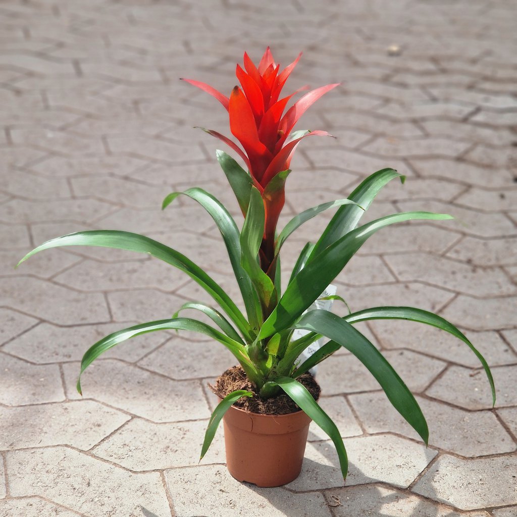 Juvelblomst - Guzmania - Rød | Ø 12 cm