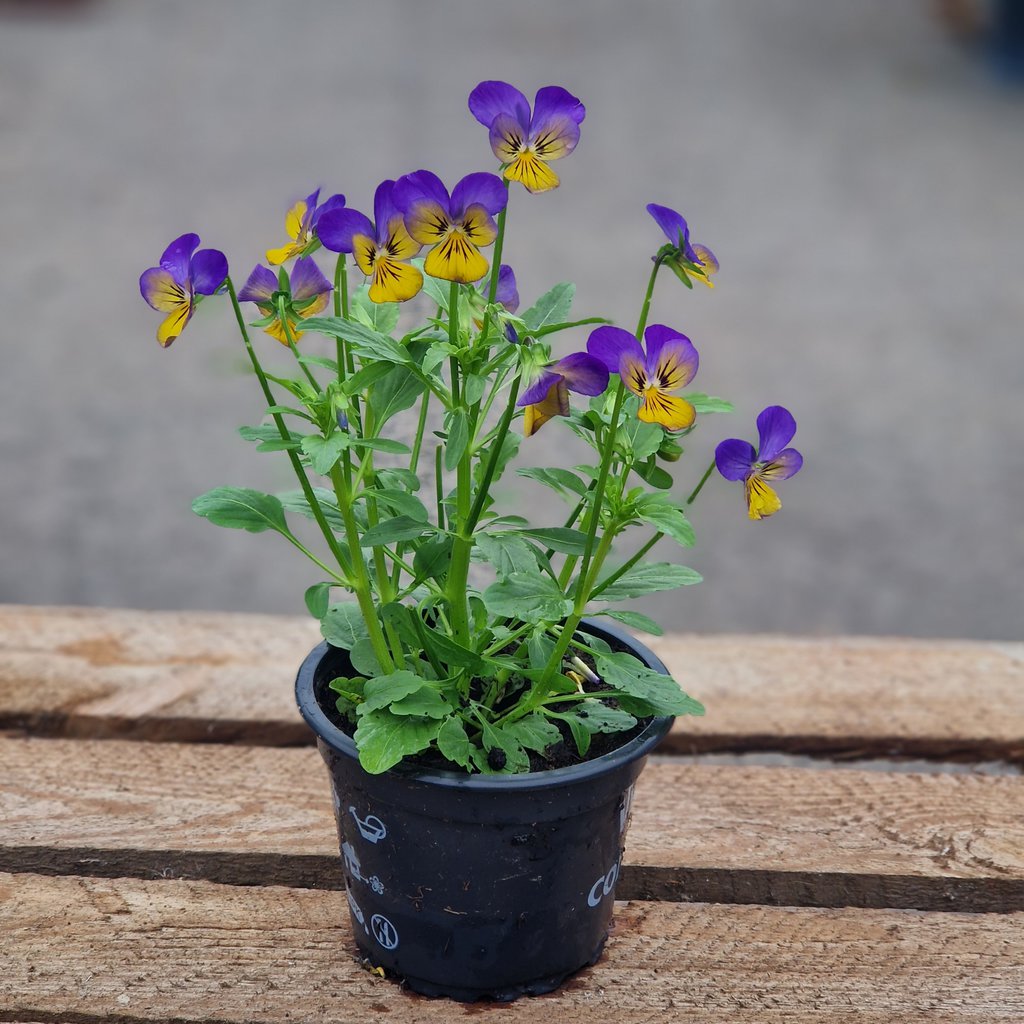 Hornviol - Viola Cornuta Ø 9cm - Blå/Gul