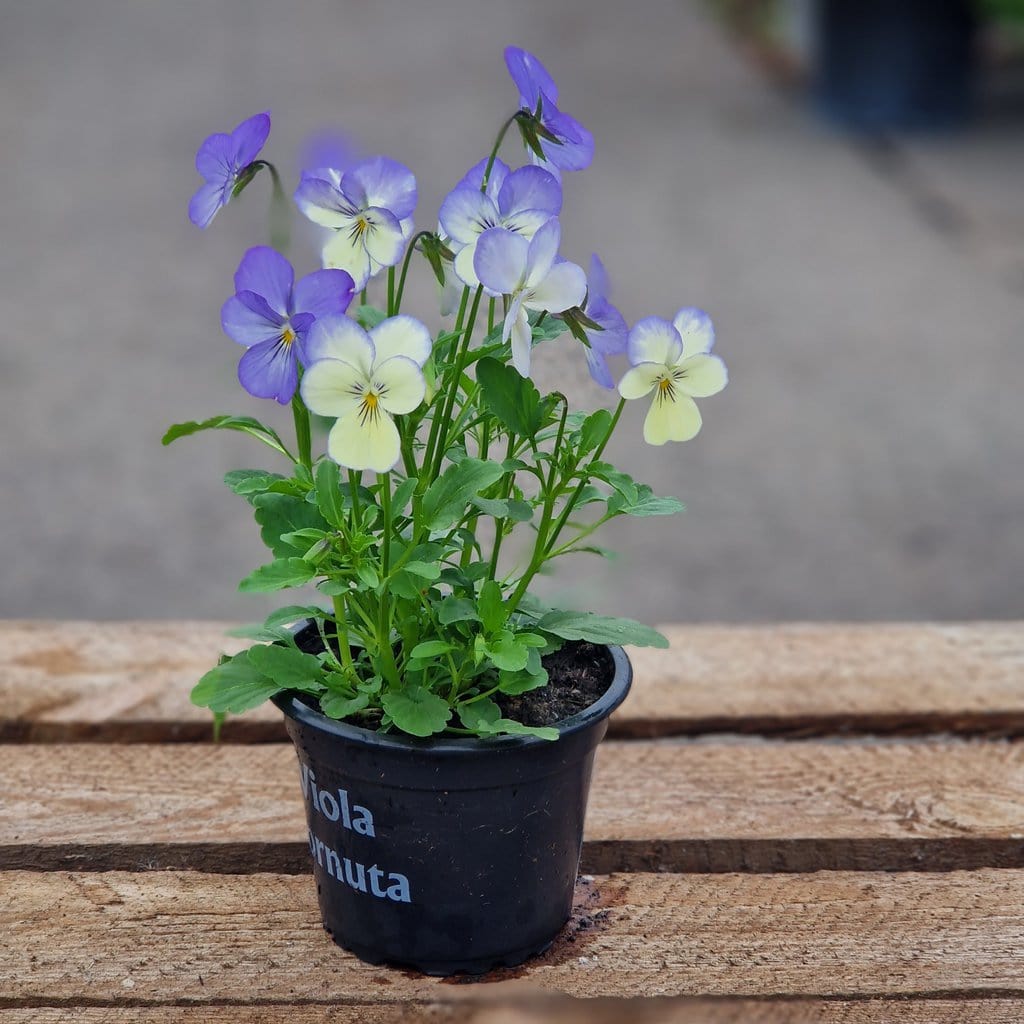 Hornviol - Viola Cornuta Ø 9cm - Blå/Hvid
