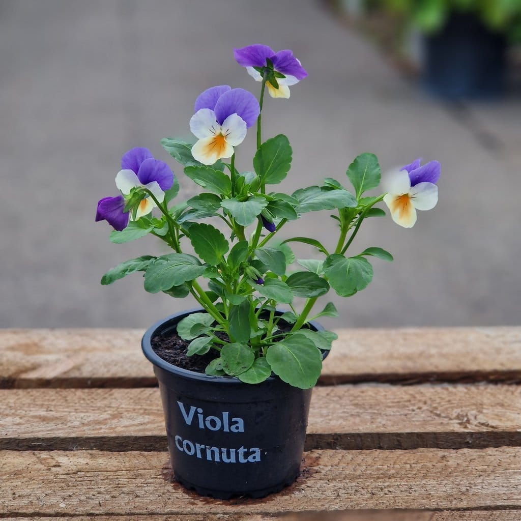Hornviol - Viola Cornuta Ø 9cm - Blå/Hvid/Gul