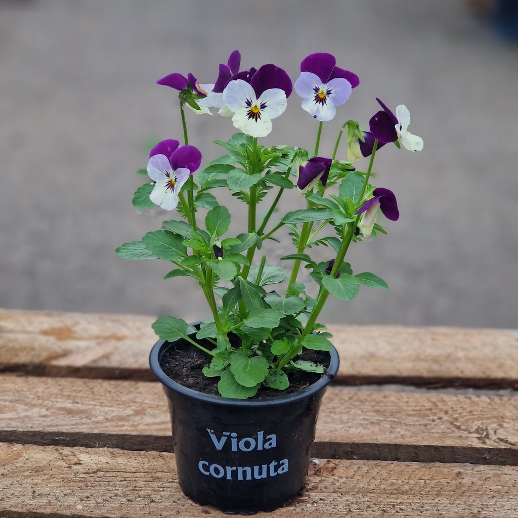 Hornviol - Viola Cornuta Ø 9cm - Lilla/Hvid