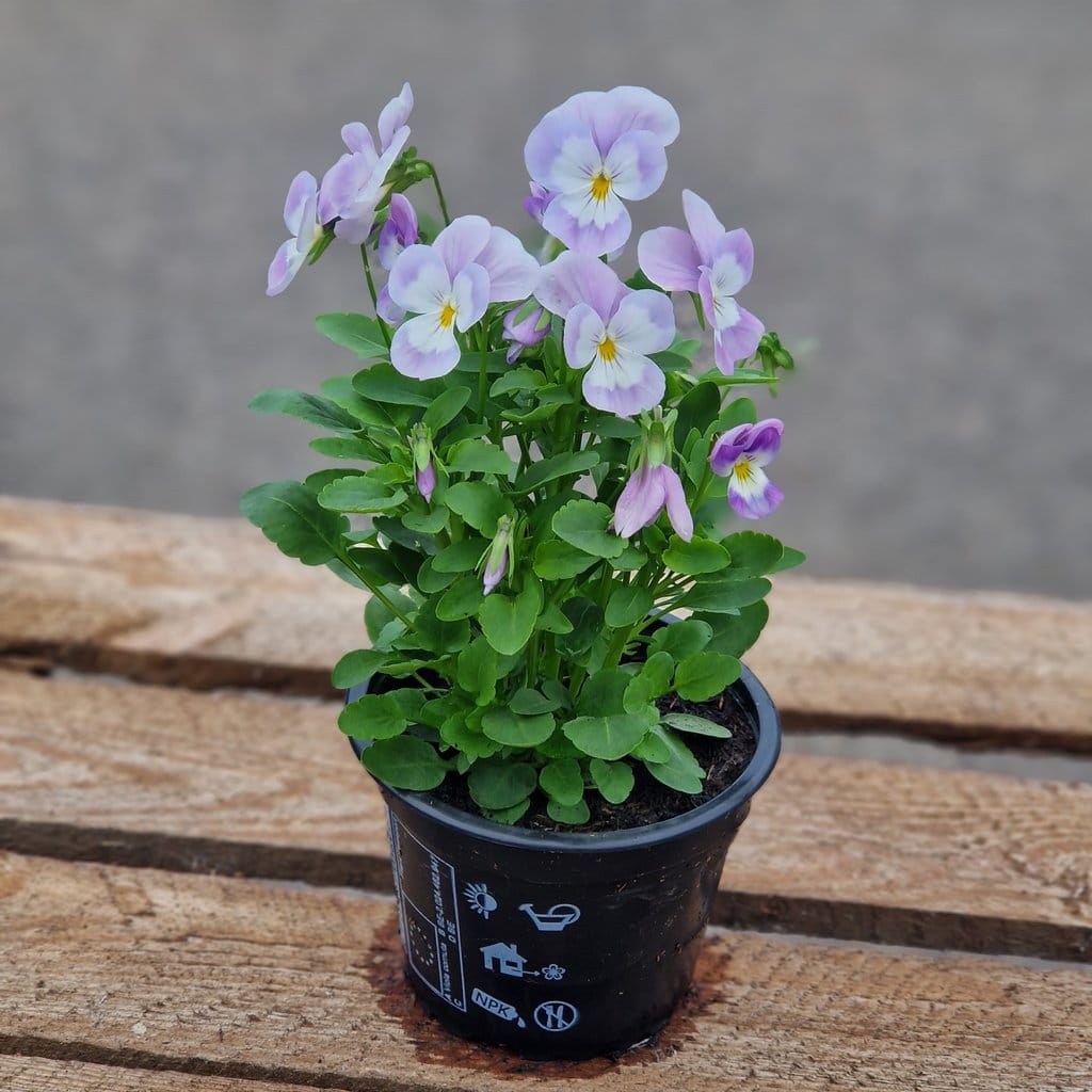 Hornviol - Viola Cornuta Ø 9cm - Lyslille/Hvid