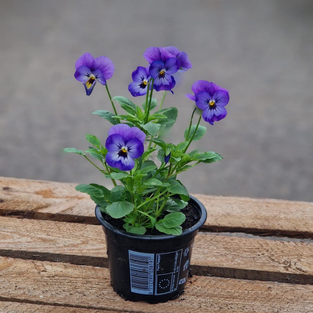 Hornviol - Viola Cornuta Ø 9cm - Blå